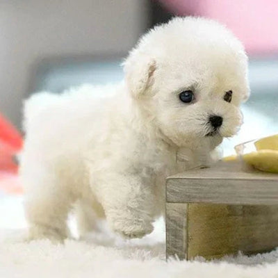 PetPal - Chiot robot réaliste avec des actions réalistes et des fonctionnalités interactives