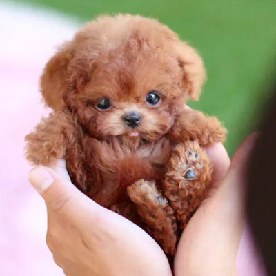 PetPal - Chiot robot réaliste avec des actions réalistes et des fonctionnalités interactives